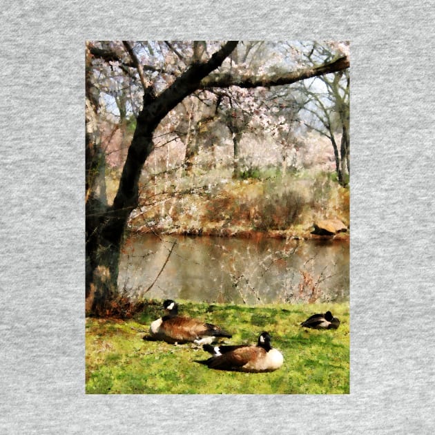 Geese - Geese Under Flowering Tree Closeup by SusanSavad